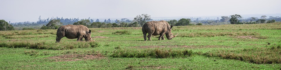 The two surviving northern white rhinos to be saved by Scientists using embryos.