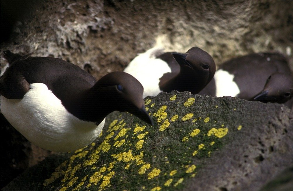 A million sea birds died due to a blob of hot ocean water in the Pacific, scientists say